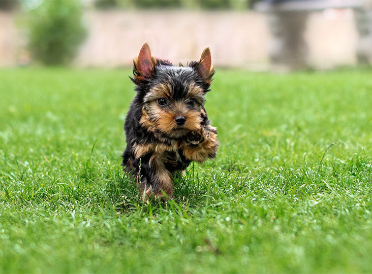 Hond