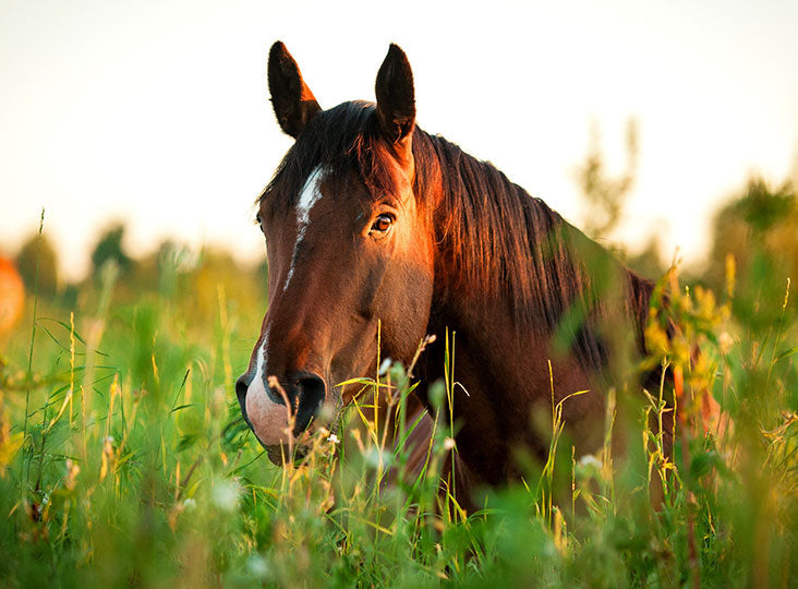 Paard