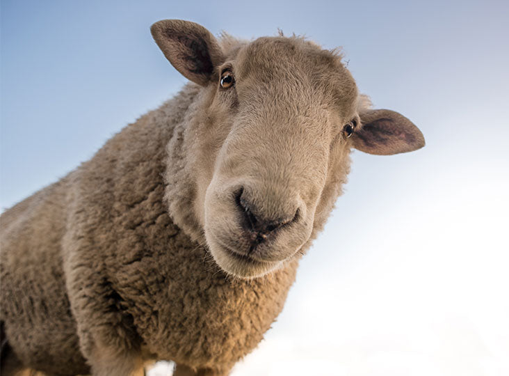 Schaap en Geit