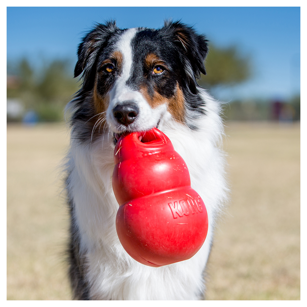 KONG Bounzer Large