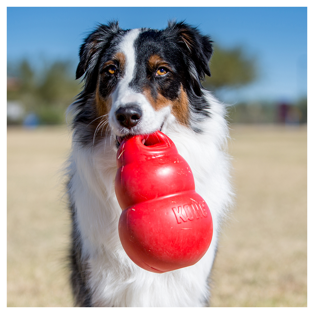 KONG Bounzer Large